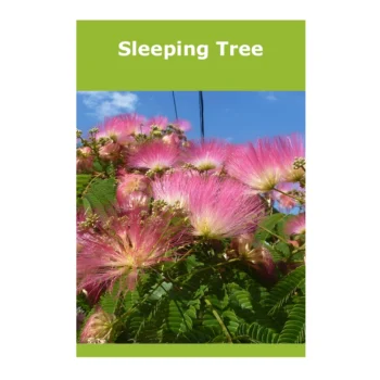 Sleeping Tree