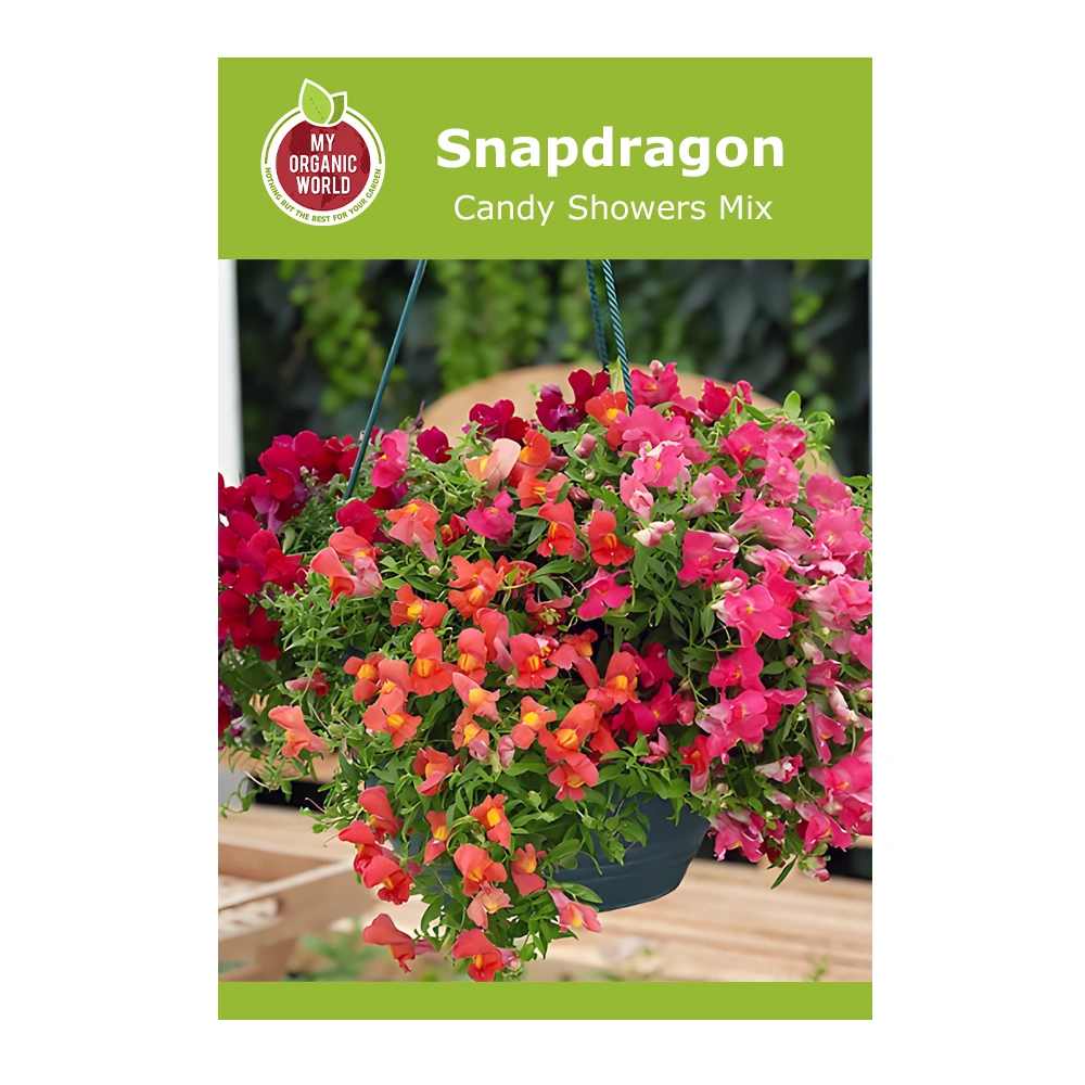 Snapdragon Candy Showers Mix 1 Snapdragon Candy Showers Mix seeds