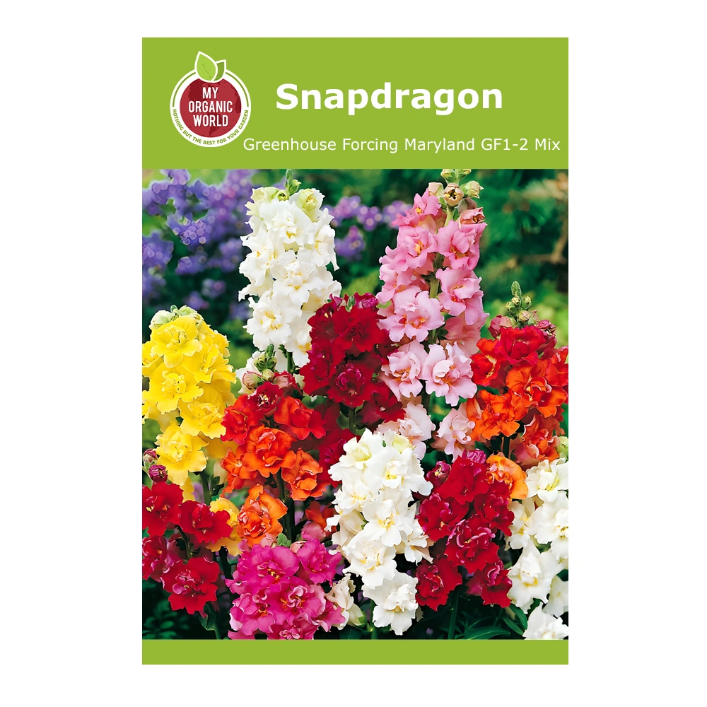 Snapdragon Greenhouse Forcing Maryland GF1-2 Mix 1 Snapdragon Greenhouse Forcing Maryland GF1-2 Mix seeds