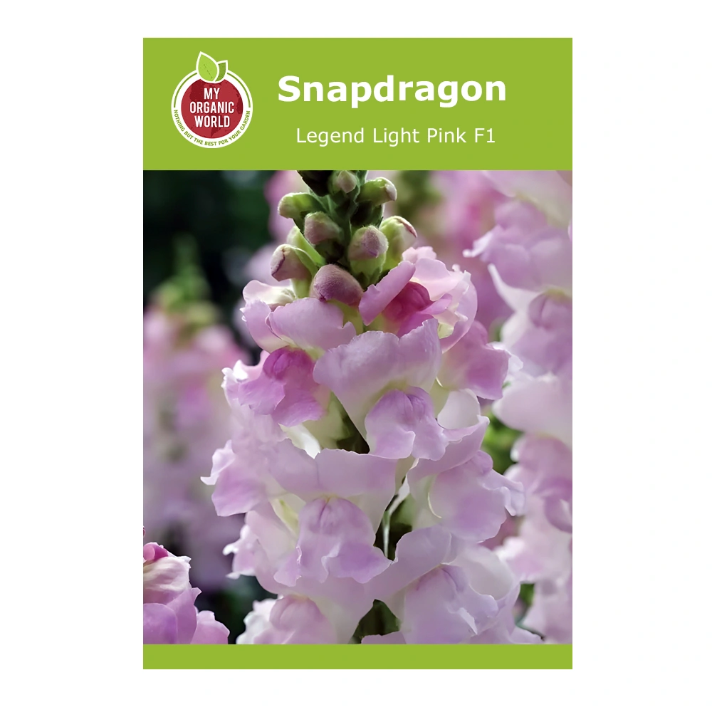 Snapdragon Legend Light Pink F1