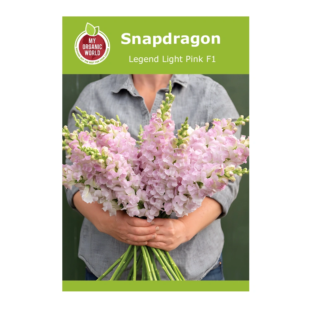 Snapdragon Legend Light Pink F1 1 Snapdragon Legend Light Pink F1