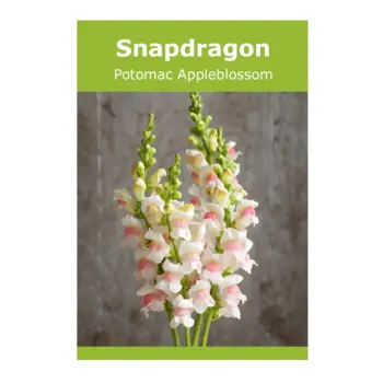 Snapdragon Potomac Appleblossom
