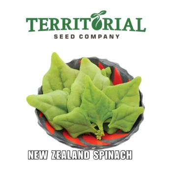 Spinach New Zealand