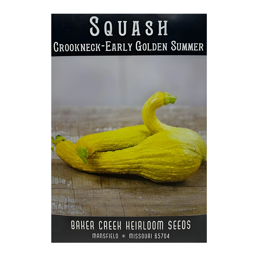 Squash Crookneck Early Golden Summer