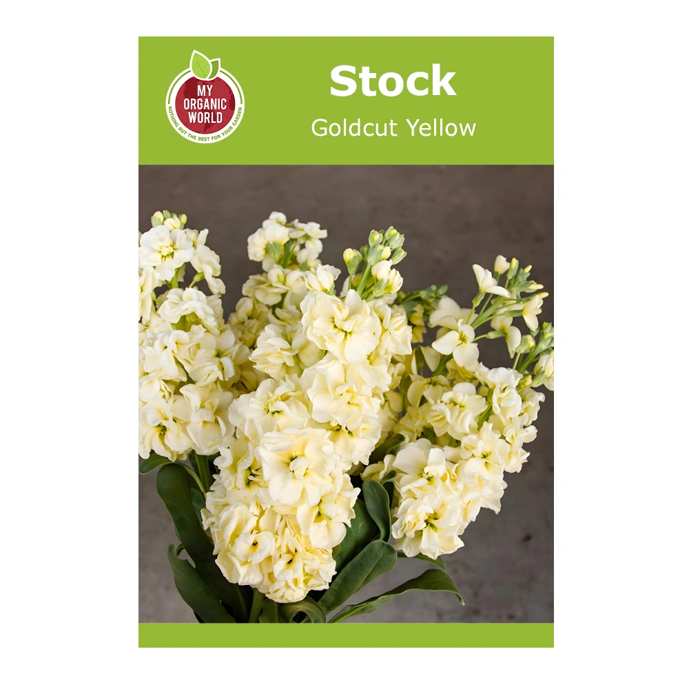 Stock Goldcut Yellow