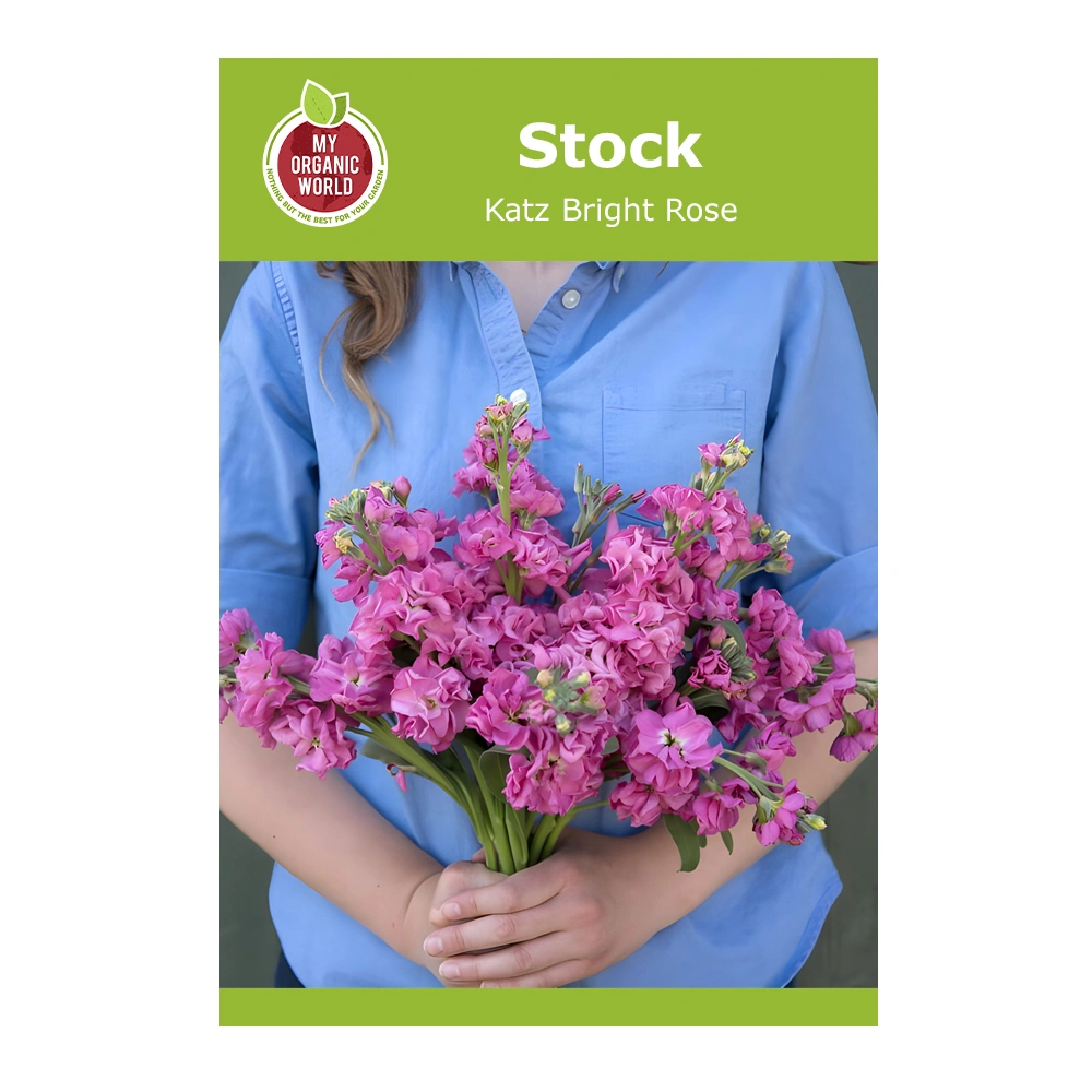 Stock Katz Bright Rose 1 Stock Katz Bright Rose seeds