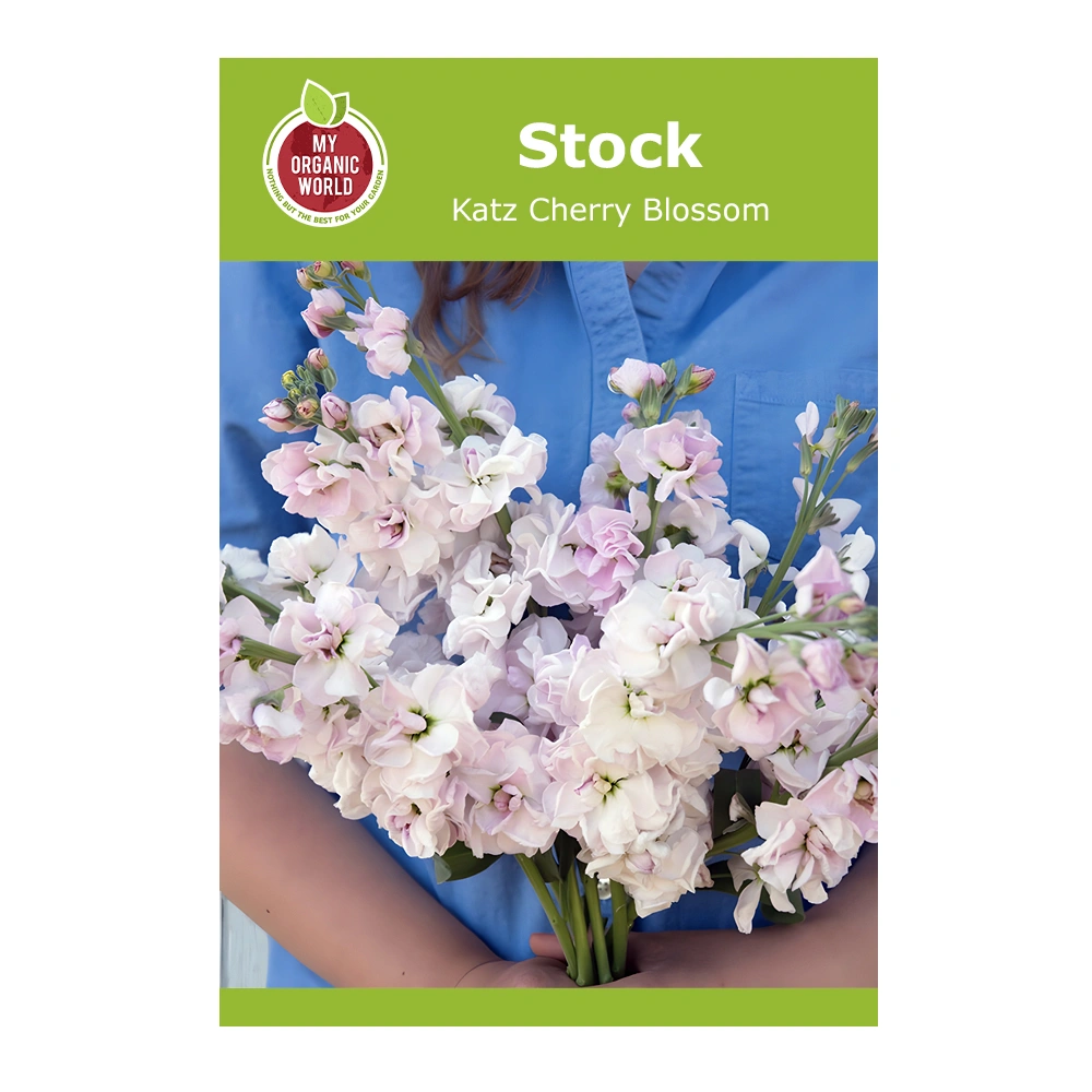 Stock Katz Cherry Blossom 1 Stock Katz Cherry Blossom seeds