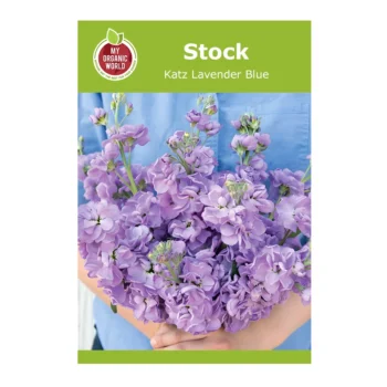 Stock Katz Lavender Blue seeds