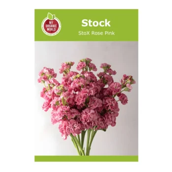 Stock StoX Rose Pink seeds