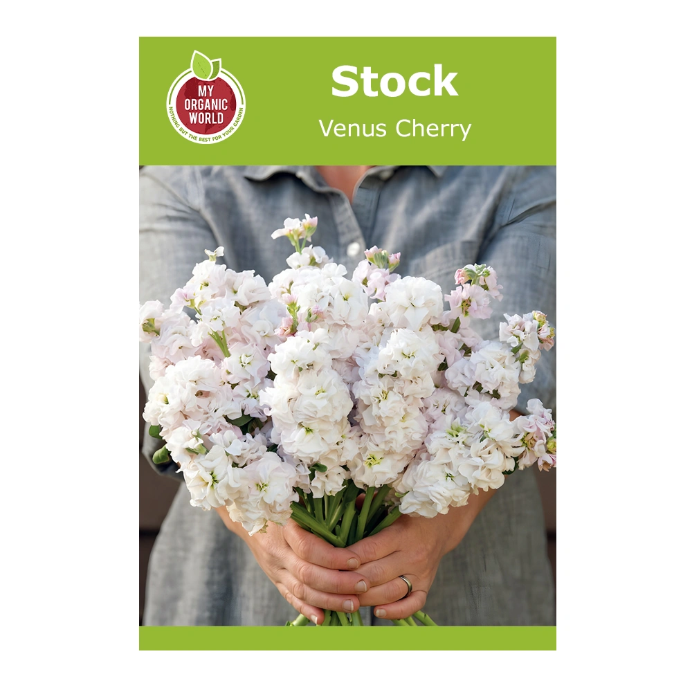 Stock Venus Cherry 1 Stock Venus Cherry