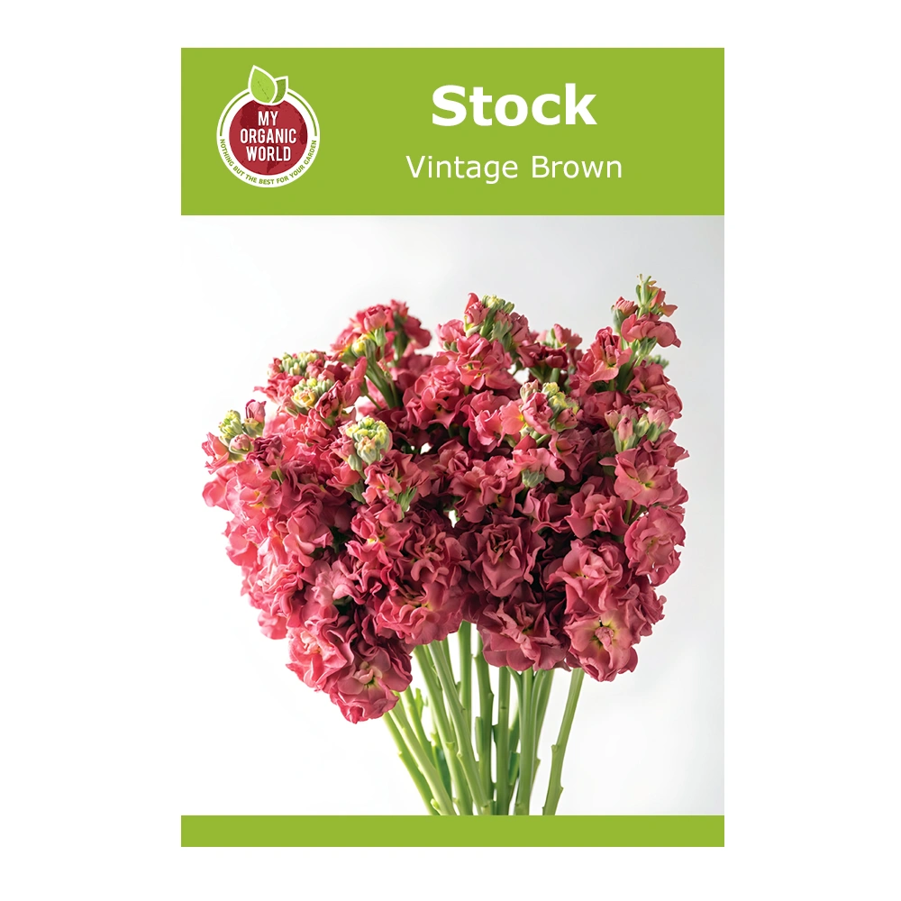 Stock Vintage Brown 1 Stock Vintage Brown