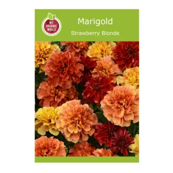 Strawberry Blonde Marigold seeds