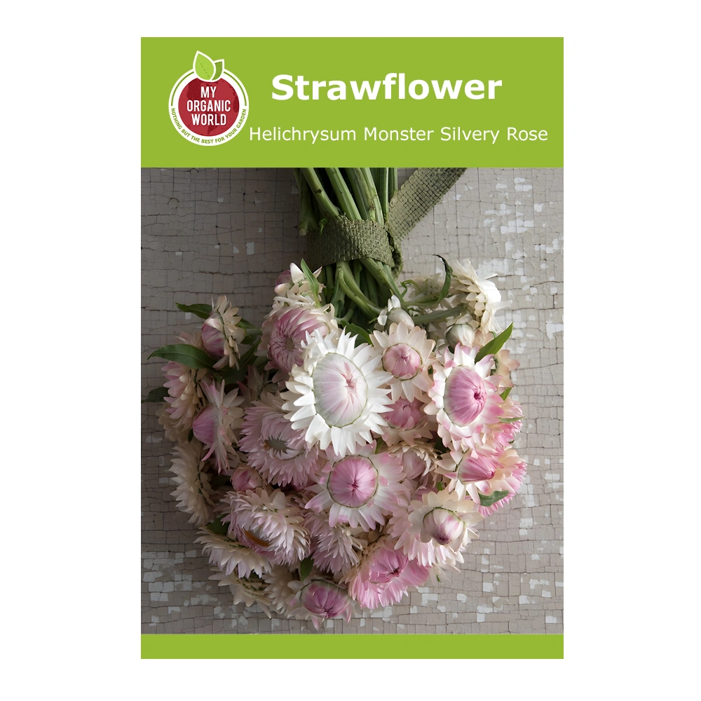 Strawflower Helichrysum Monster Silvery Rose