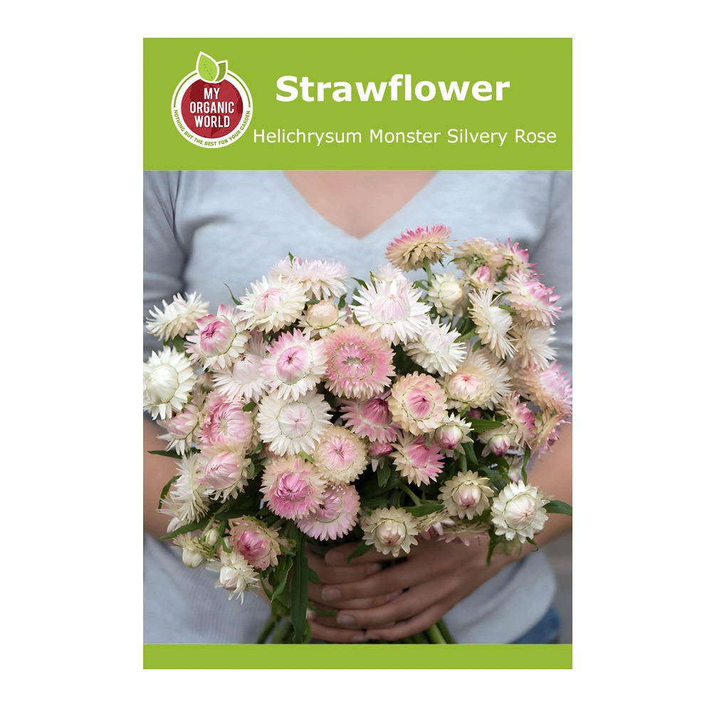 Strawflower Helichrysum Monster Silvery Rose