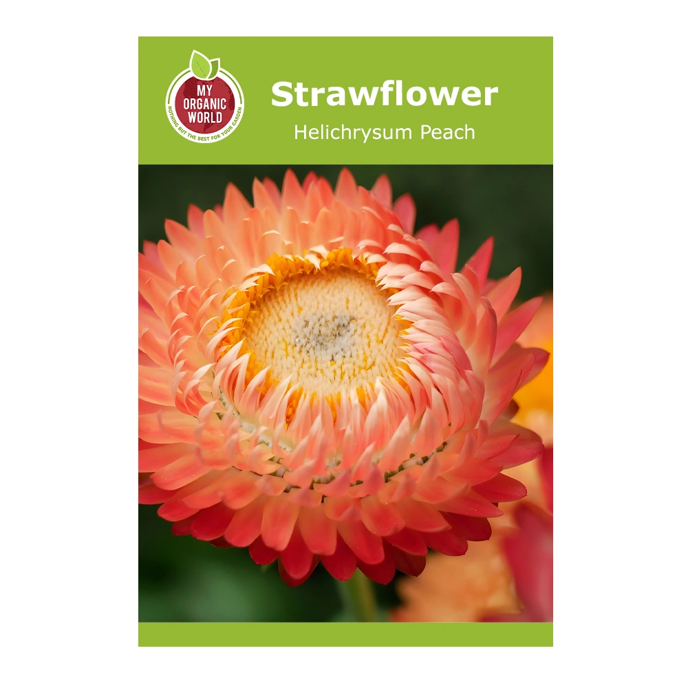 Strawflower Helichrysum Peach 1 Strawflower Helichrysum Peach seeds