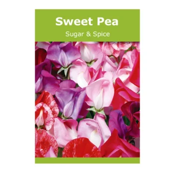 Sugar & Spice Sweet Pea seeds