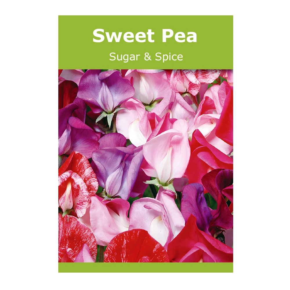 Sugar & Spice Sweet Pea 1 Sugar & Spice Sweet Pea seeds