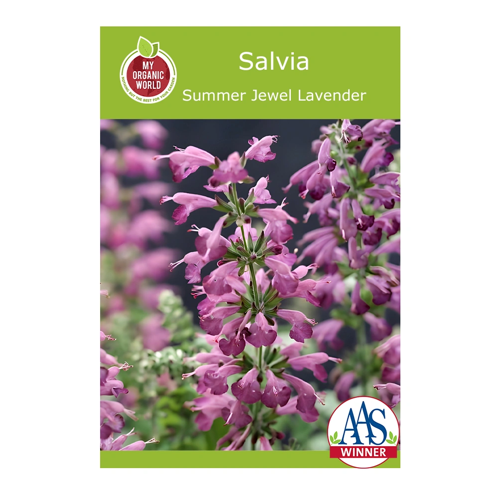 Summer Jewel Lavender Salvia seeds