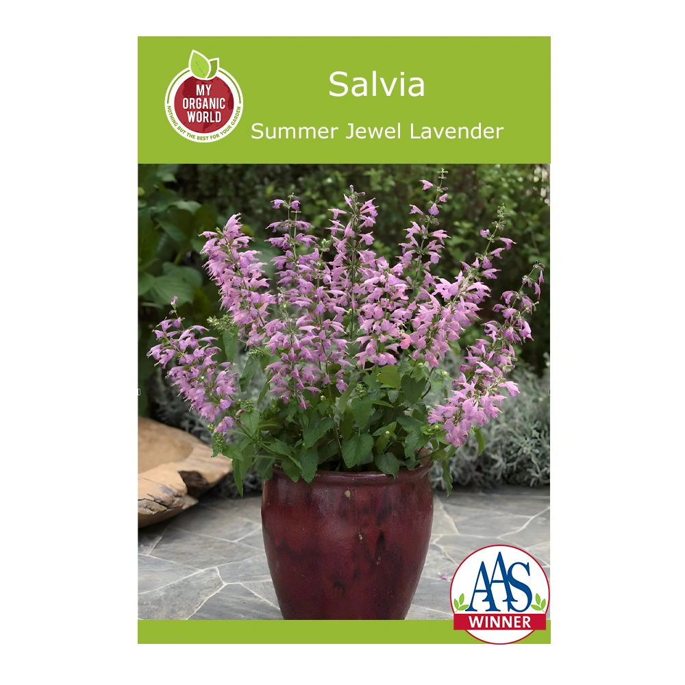 Summer Jewel Lavender Salvia seeds