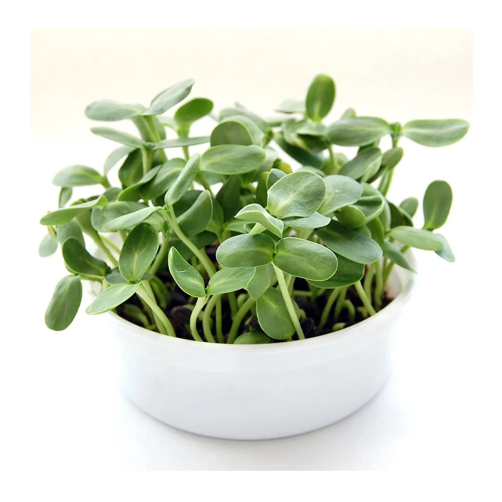 Sunflower Mini Microgreens Growing Kit