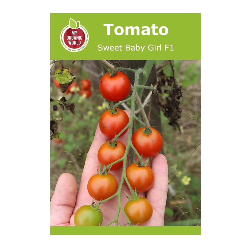 طماطم Sweet Baby Girl F1 1 بذور طماطم Sweet Baby Girl F1