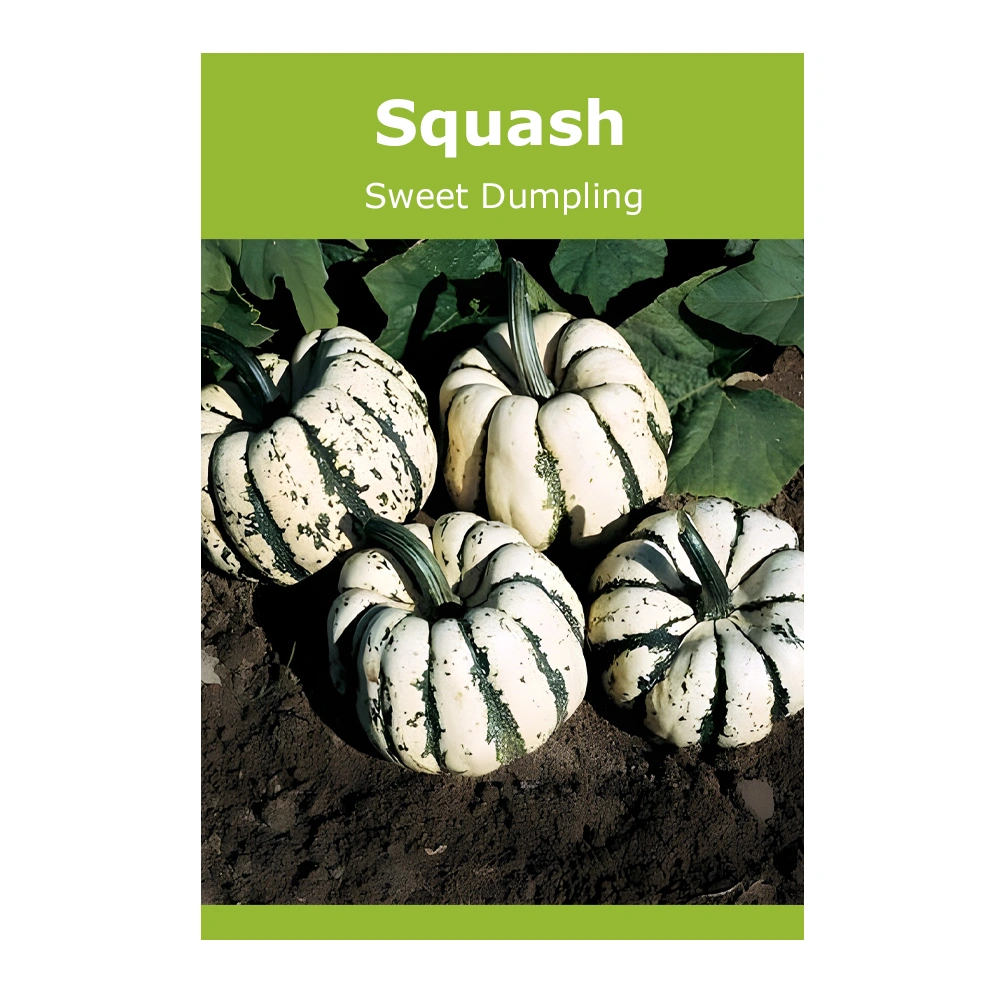 Sweet Dumpling Squash 1 Sweet Dumpling Squash seeds