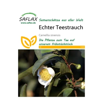 Tea Plant (Camellia Sinensis)