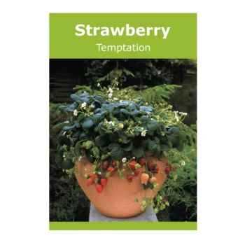 Temptation Strawberry seeds