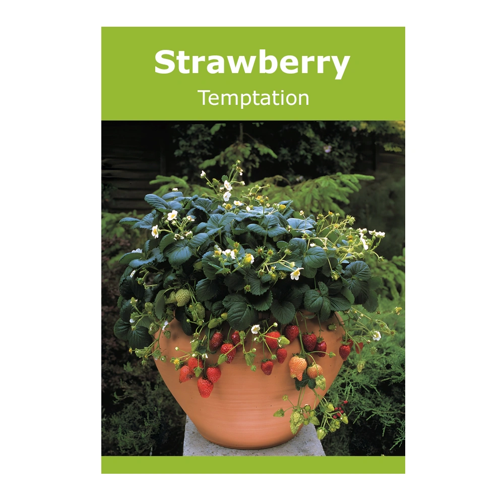 Temptation Strawberry seeds