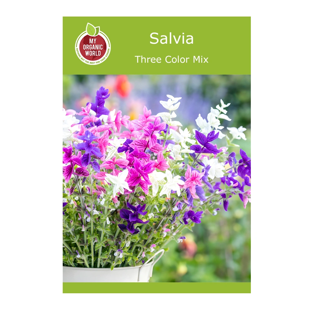 Three Color Mix Salvia 1 Three Color Mix Salvia seeds