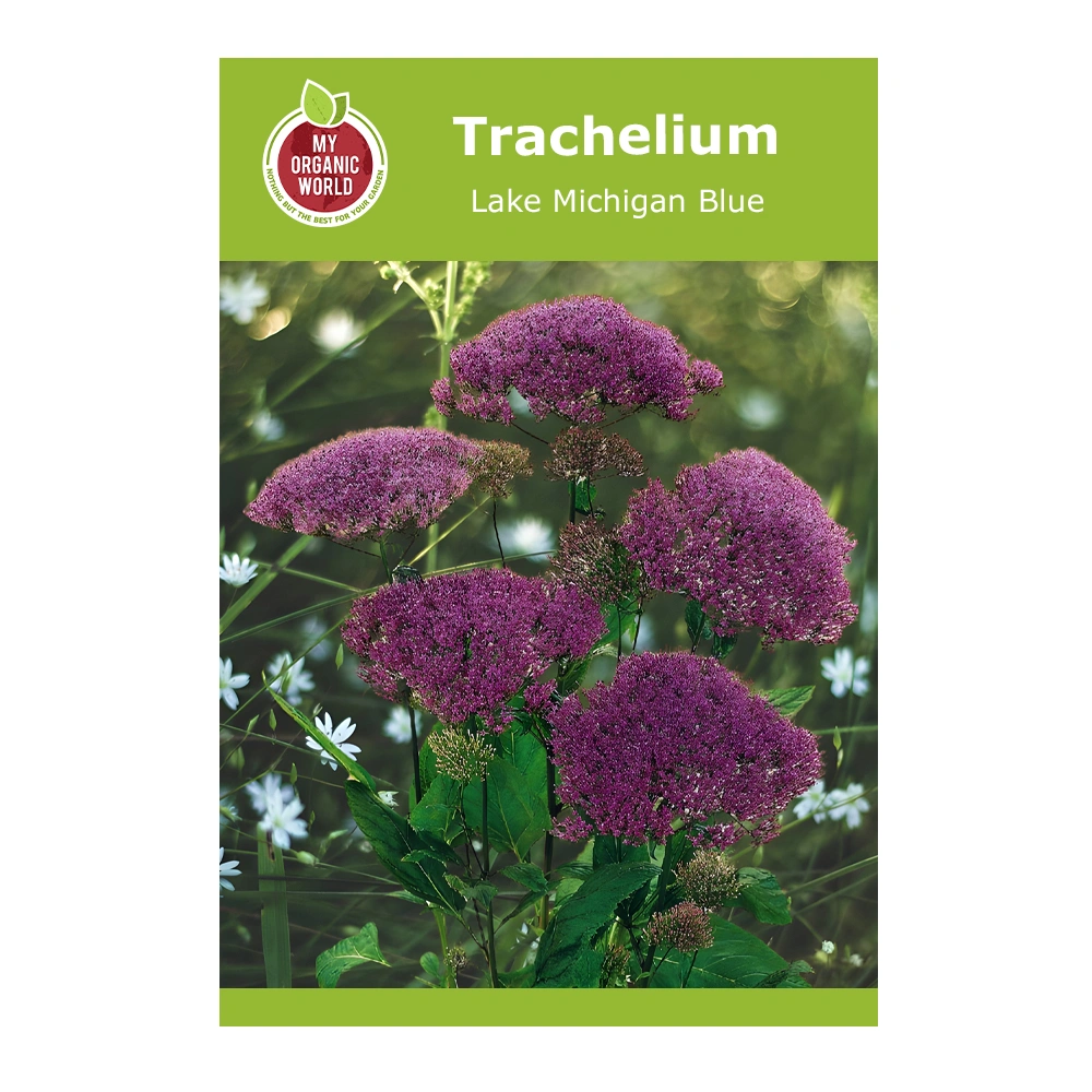 Trachelium Lake Michigan Blue 1 Trachelium Lake Michigan Blue