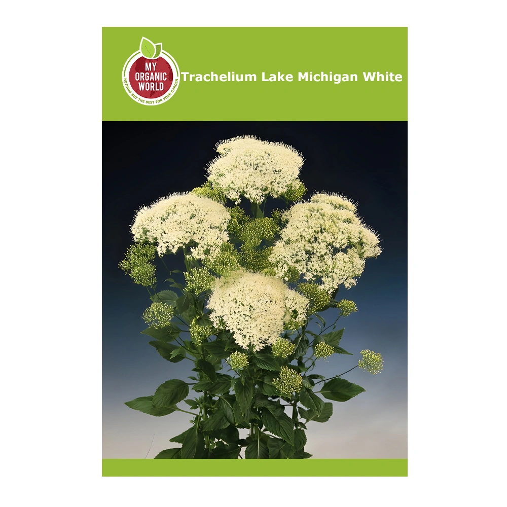 Trachelium Lake Michigan White seeds