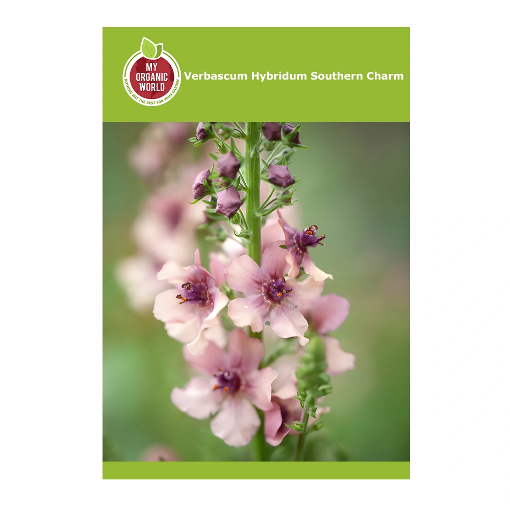 Verbascum Hybridum Southern Charm seeds