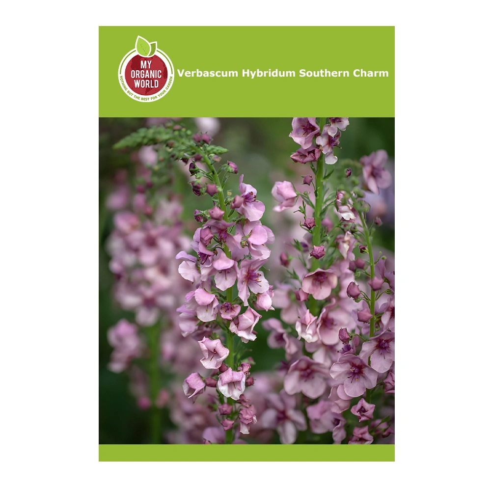 Verbascum Hybridum Southern Charm seeds