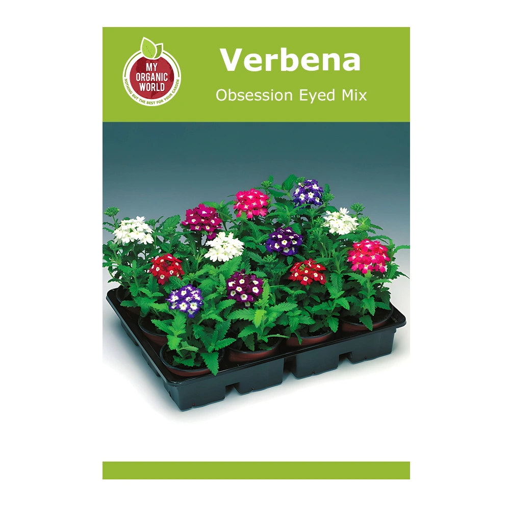 Verbena Obsession Eyed Mix 1 Verbena Obsession Eyed Mix