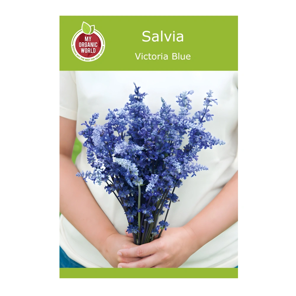 Victoria Blue Salvia 1 Victoria Blue Salvia seeds