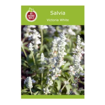 Victoria White Salvia seeds