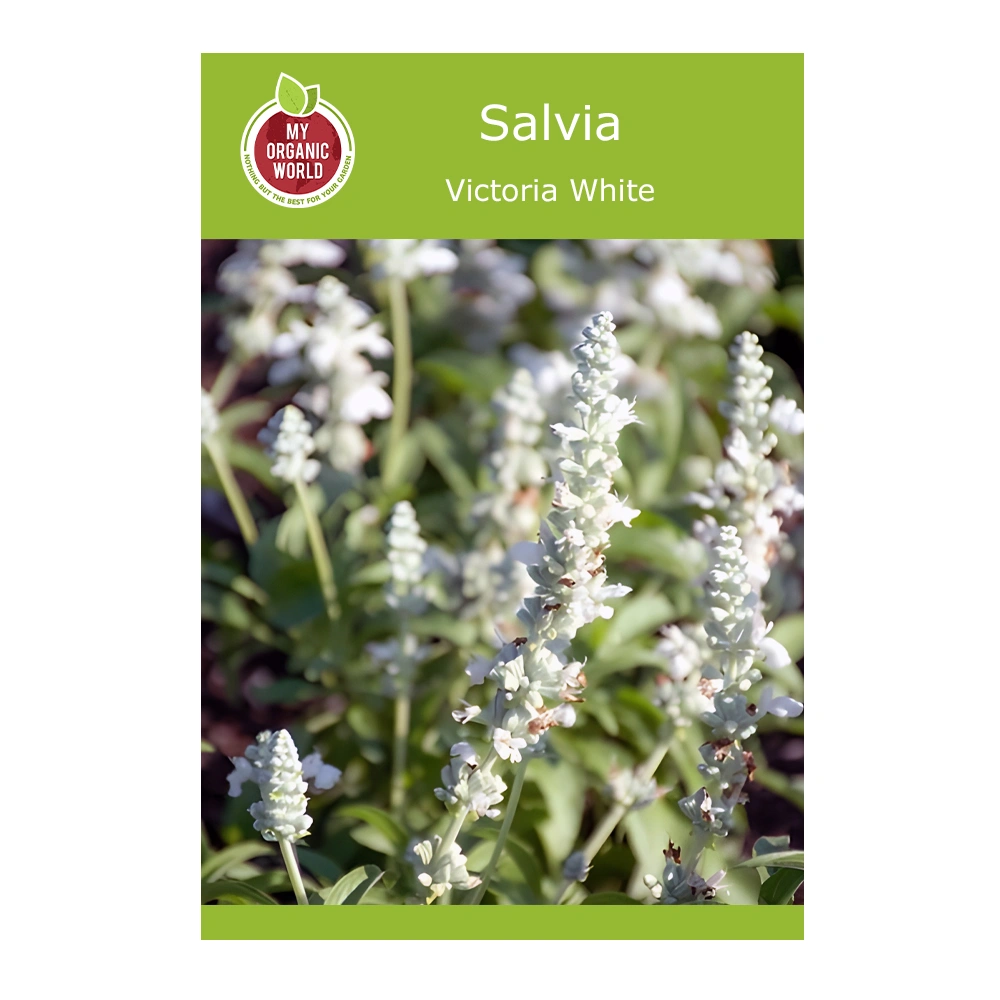 Victoria White Salvia 1 Victoria White Salvia seeds