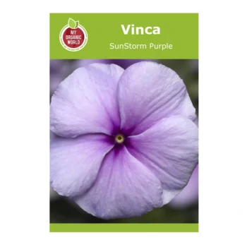 Vinca SunStorm Purple