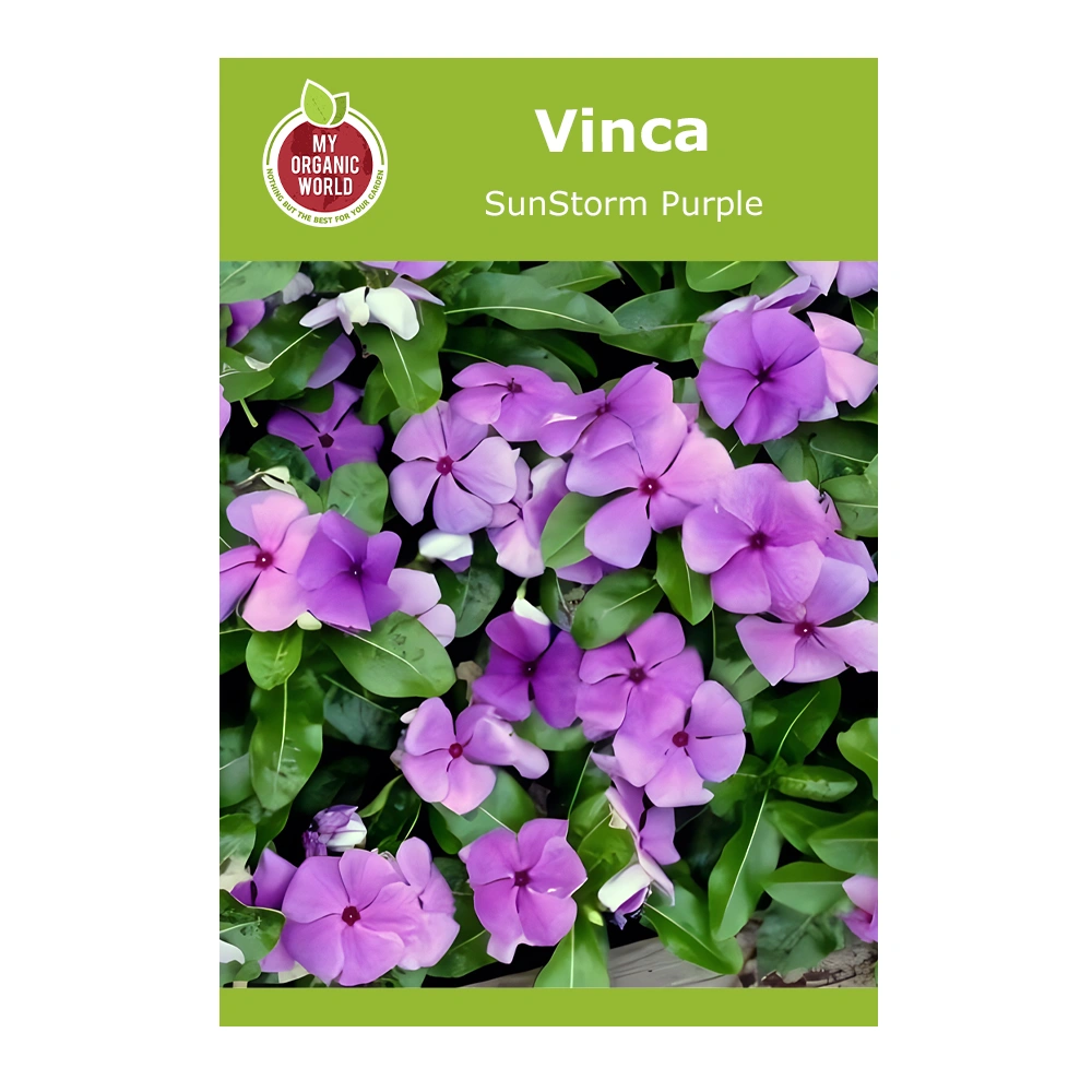 Vinca SunStorm Purple