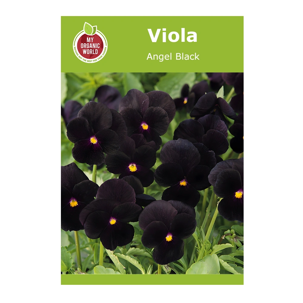 Viola Angel Black 1 Viola Angel Black