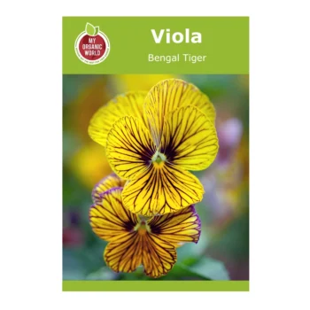 Viola Cornuta Bengal Tiger