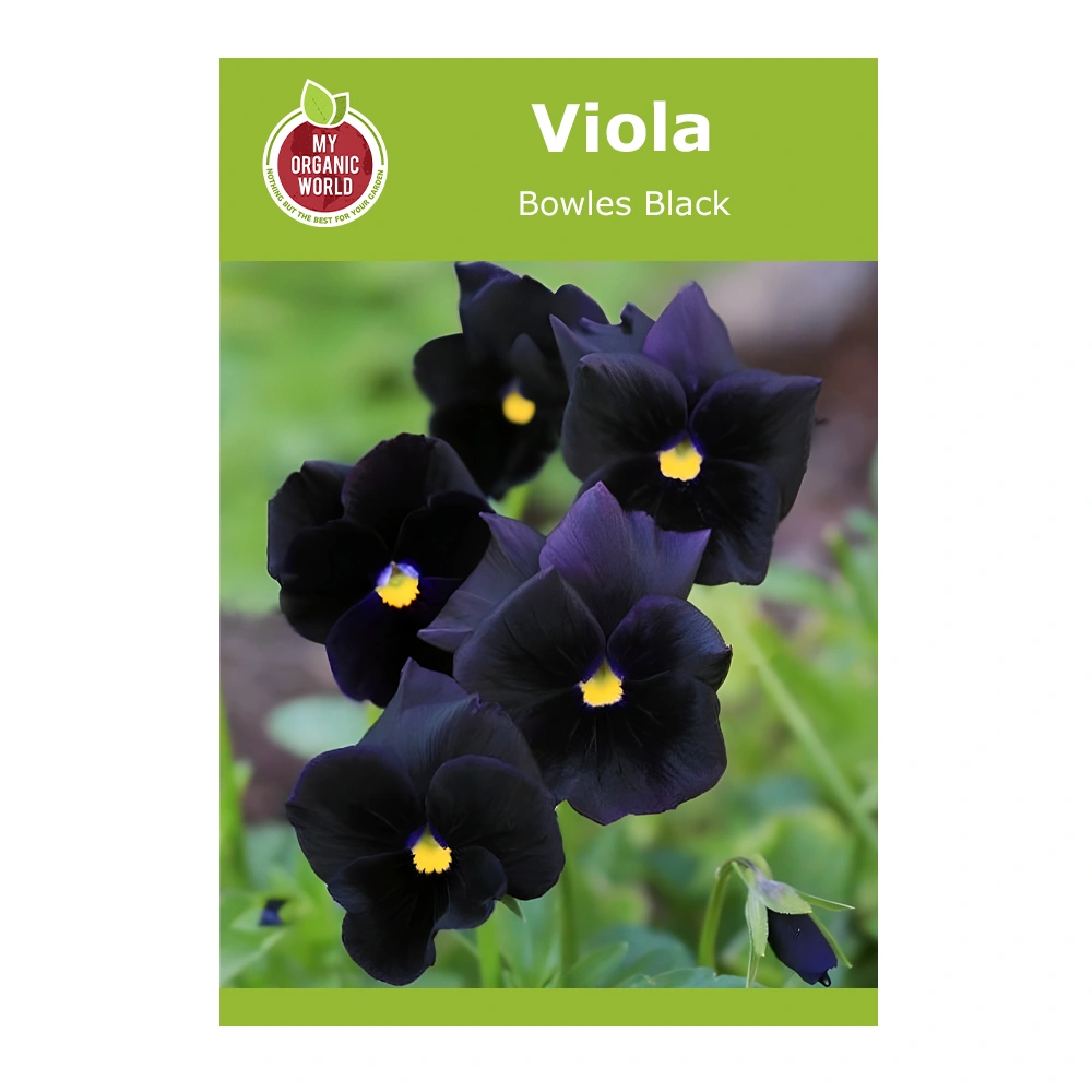 Viola Cornuta Bowles Black