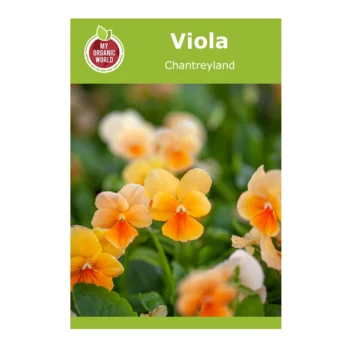 Viola Cornuta Chantreyland