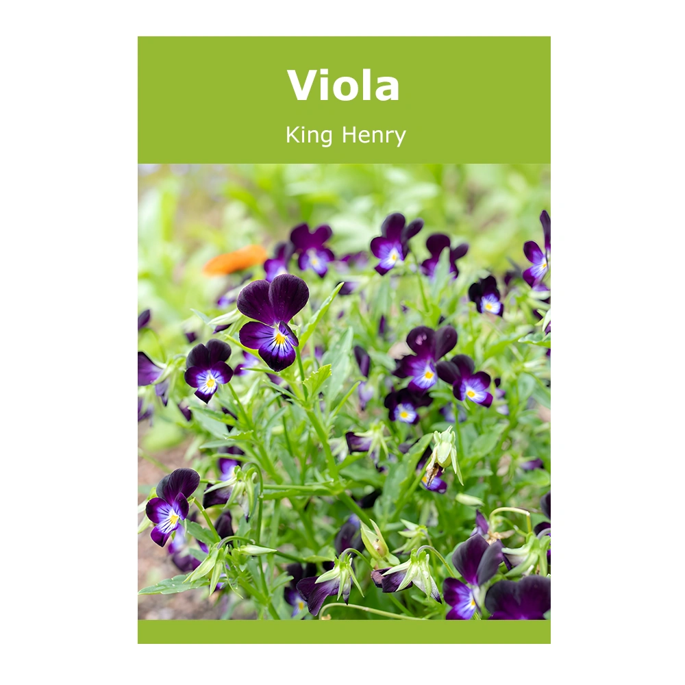 Viola Cornuta King Henry