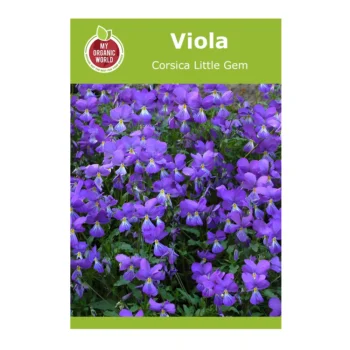 Viola Corsica Little Gem