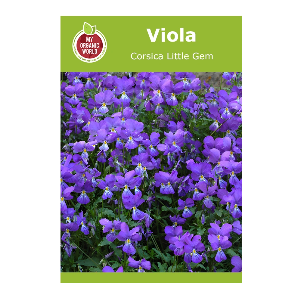 Viola Corsica Little Gem 1 Viola Corsica Little Gem