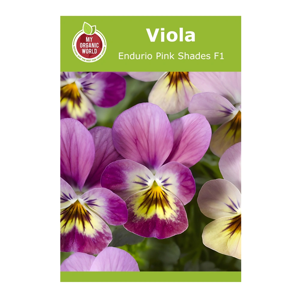 Viola Endurio Pink Shades F1 1 Viola Endurio Pink Shades F1
