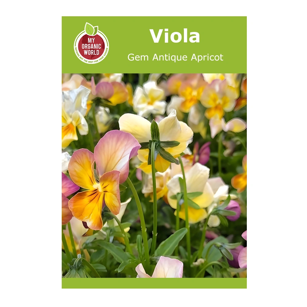 Viola Gem Antique Apricot 1 Viola Gem Antique Apricot