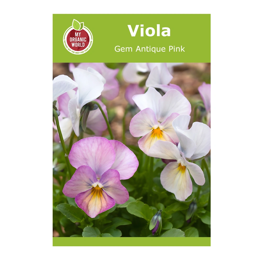Viola Gem Antique Pink 1 Viola Gem Antique Pink